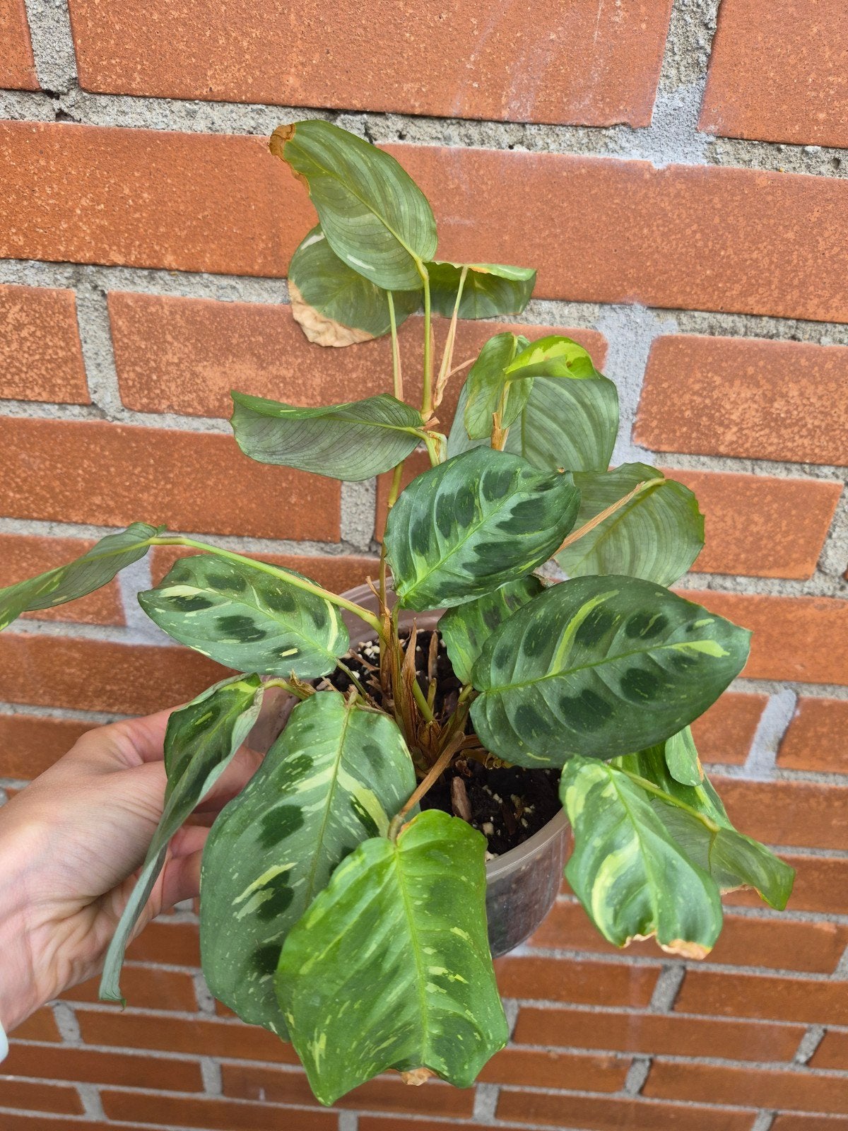 Maranta leuconeura 'Kerchoveana Variegata', Overige soorten, In pot, Minder dan 100 cm, Groene kamerplant