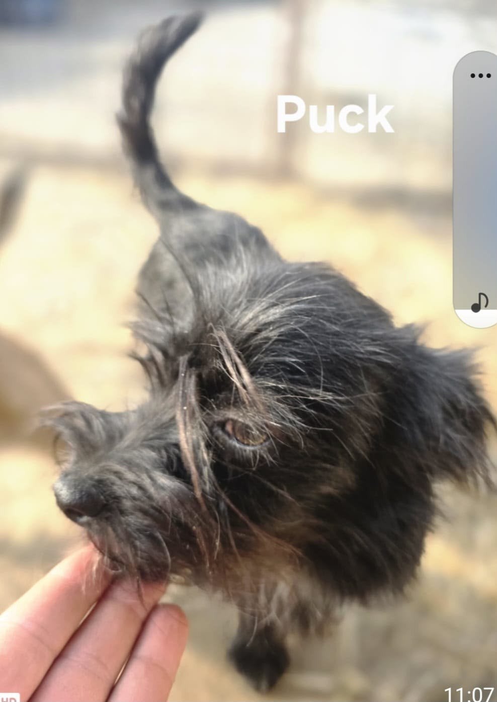 Puck zoekt baasje, Particulier, Reu, 1 tot 2 jaar, Buitenland