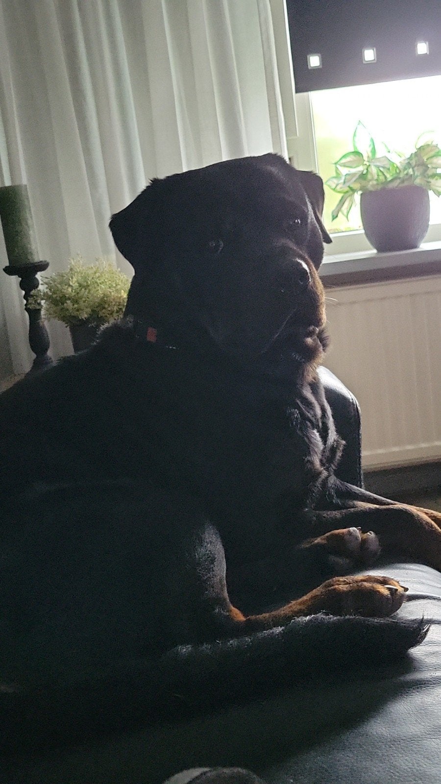 Rottweiler, Reu, 1 tot 2 jaar, Groot, Eén hond