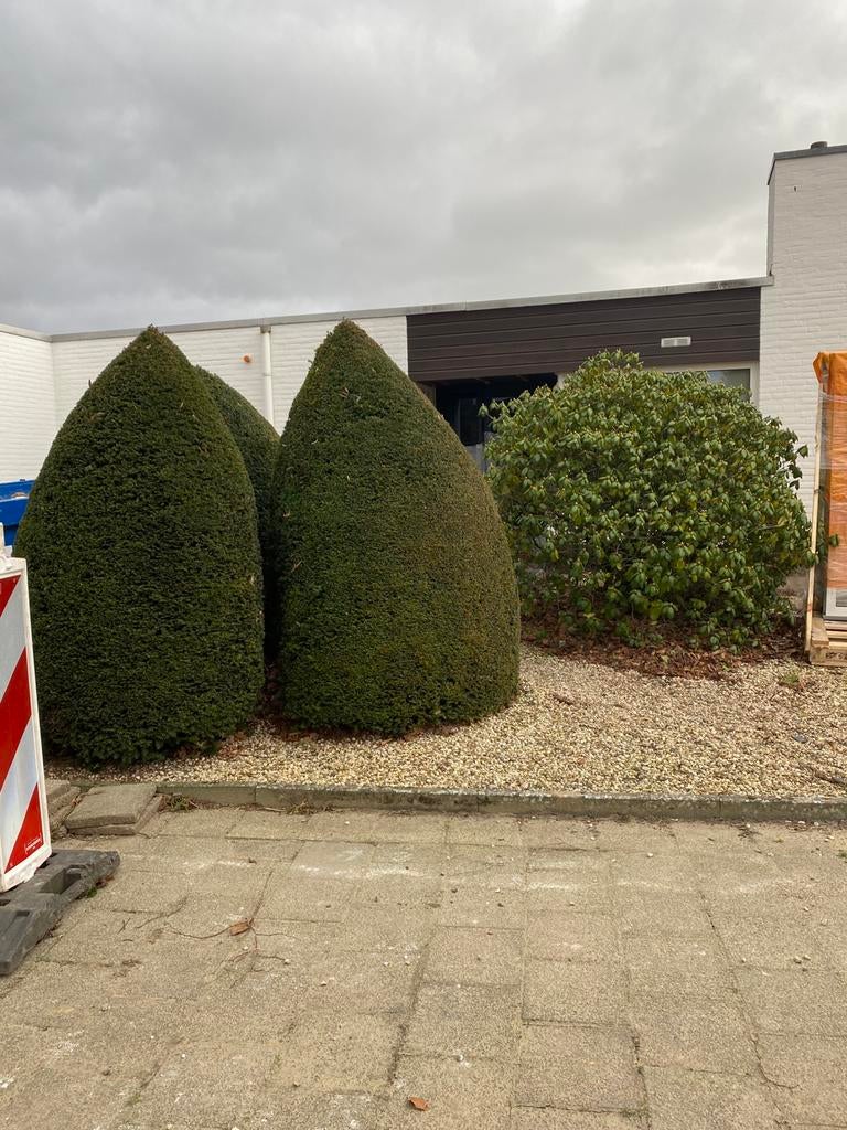 Bomen en struiken, Tuin en Terras, Planten | Bomen, Ophalen, Volle zon, Overige soorten