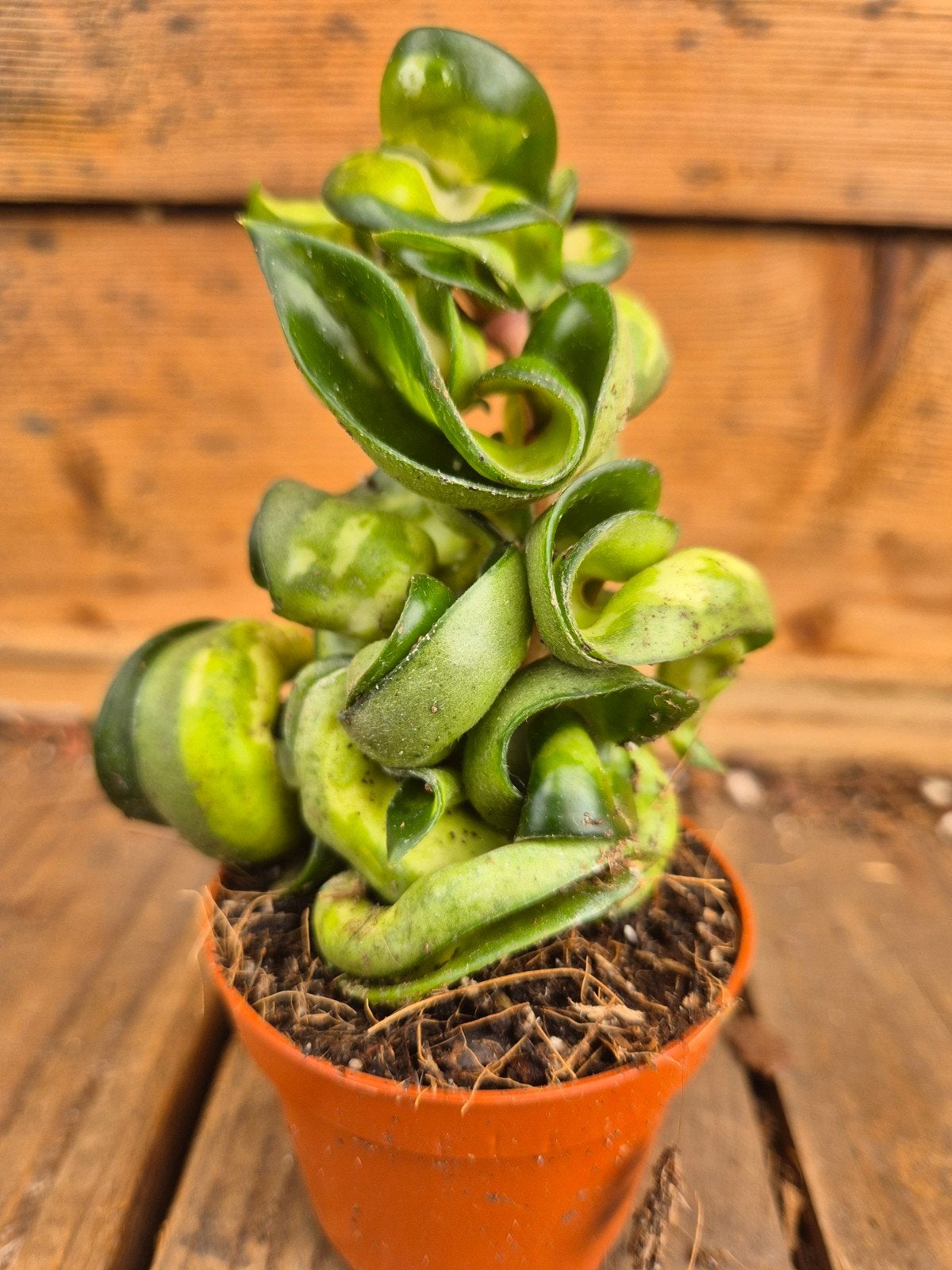 Hoya Carnosa Compacta Mauna Loa p6, Huis en Inrichting, Kamerplanten, Ophalen of Verzenden, Halfschaduw, Minder dan 100 cm