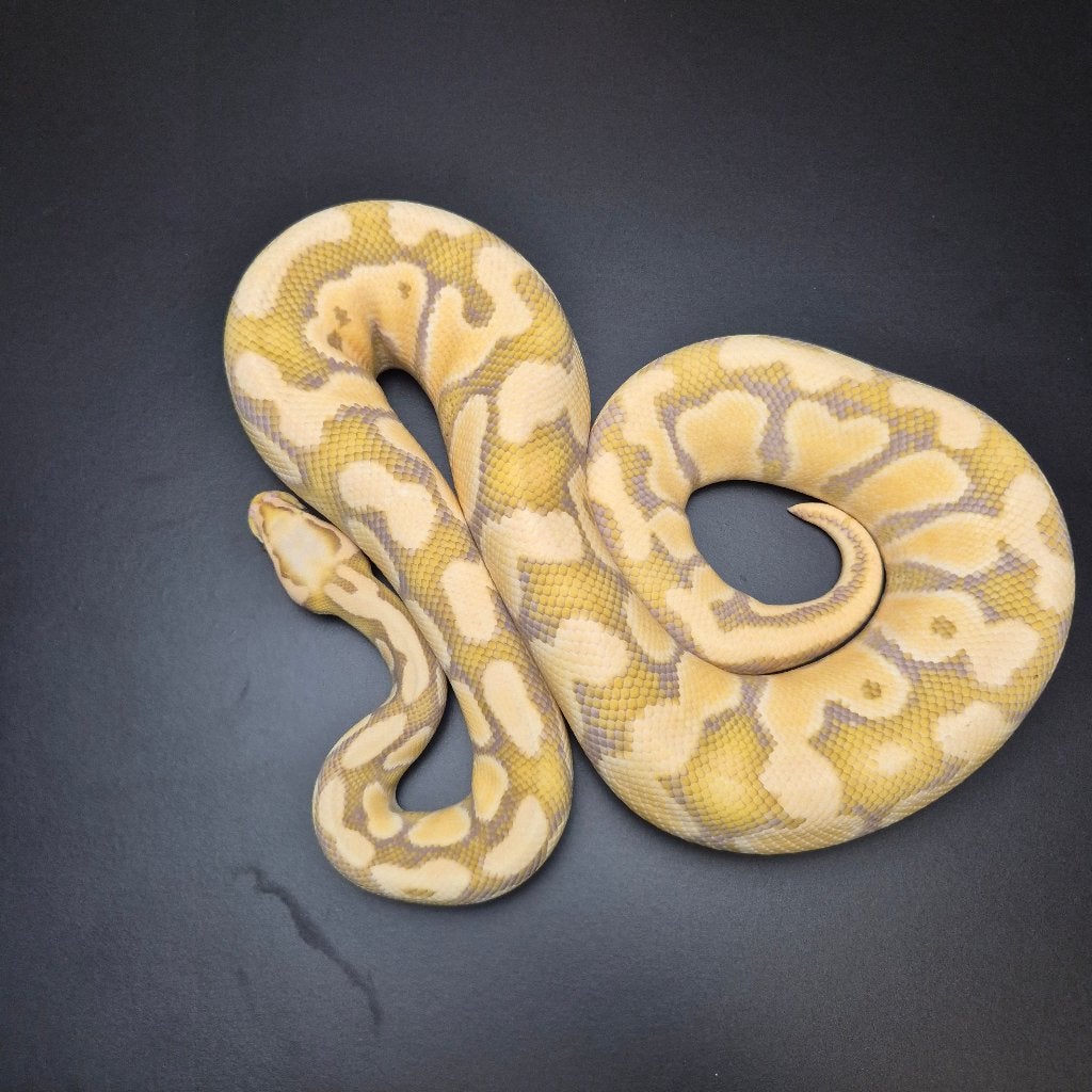 pastel OD DG caramel pb. regius Ball Python photo 2