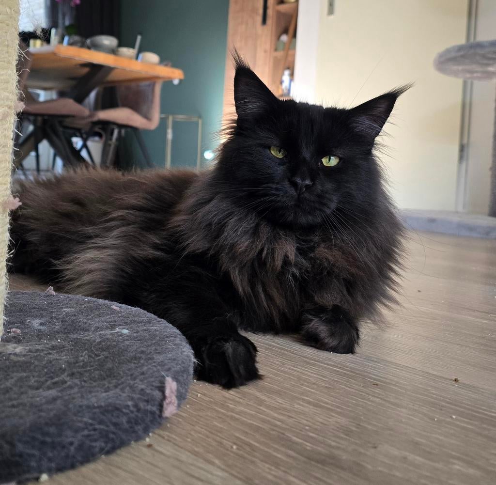 DEKKATER maine coon, Kater