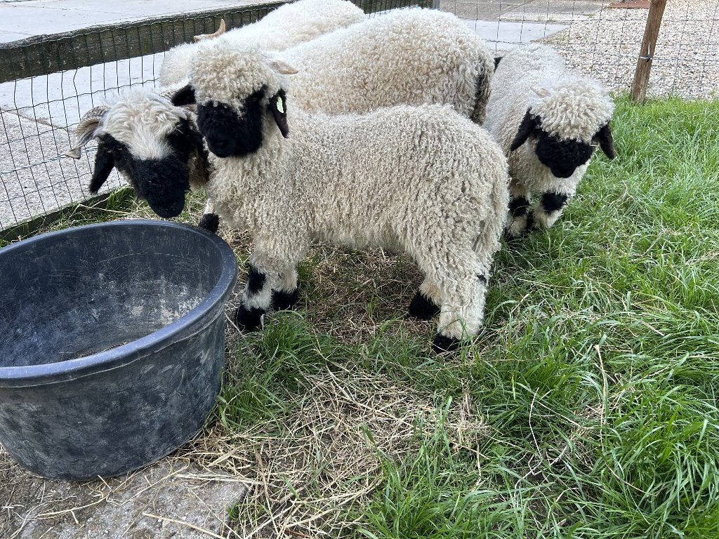 Lief Walliser Schwarznase ramlam zoekt een nieuw thuis, Dieren en Toebehoren, Schapen, Geiten en Varkens, Mannelijk, Schaap, 0 tot 2 jaar