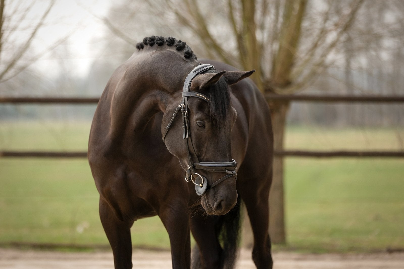 Mooie merrie te koop, Dieren en Toebehoren, Merrie, Met stamboom, Niet van toepassing, Dressuurpaard
