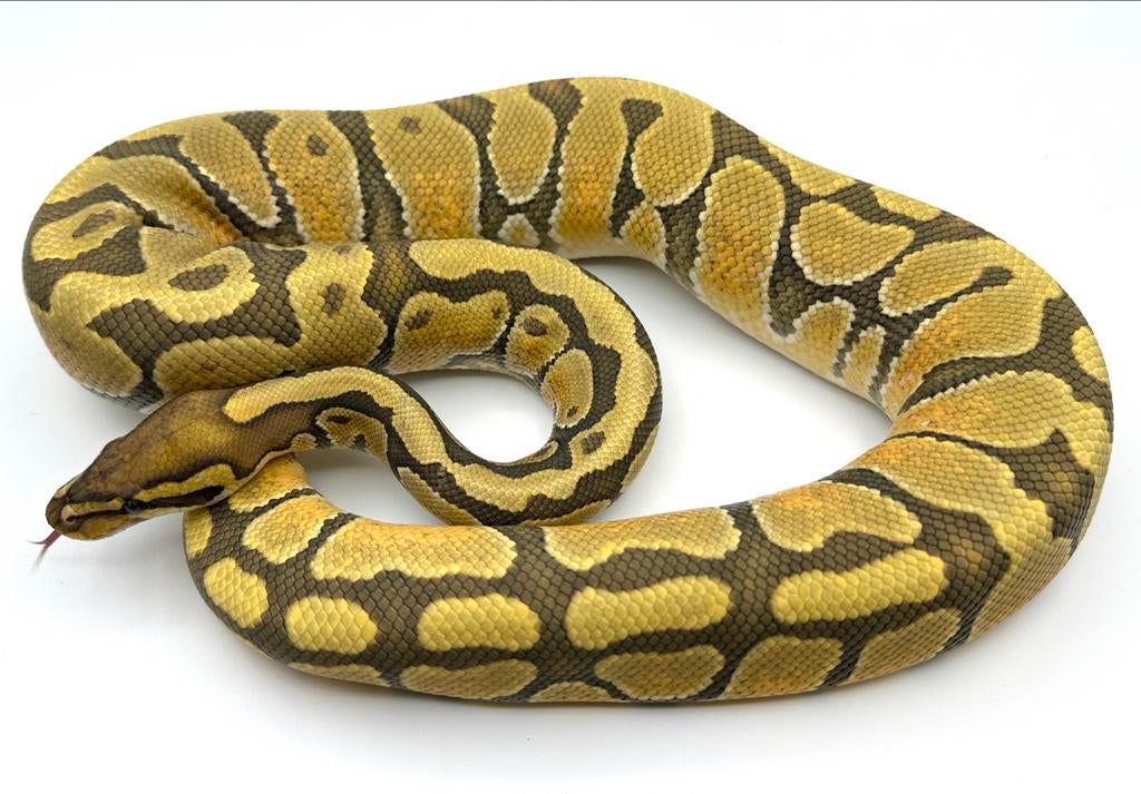 Enchi Hypo Ball python/Koningspython Ball Python - unknown for sale from Jason