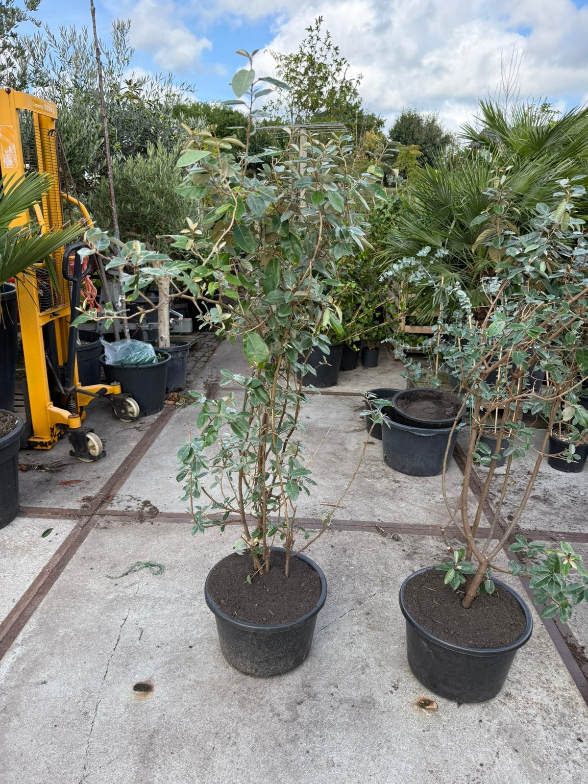 Eleagnus of olijfwilg struiken op ruiming 19,50 pst grotepot, Vaste plant, Bloeit niet, Halfschaduw, Ophalen
