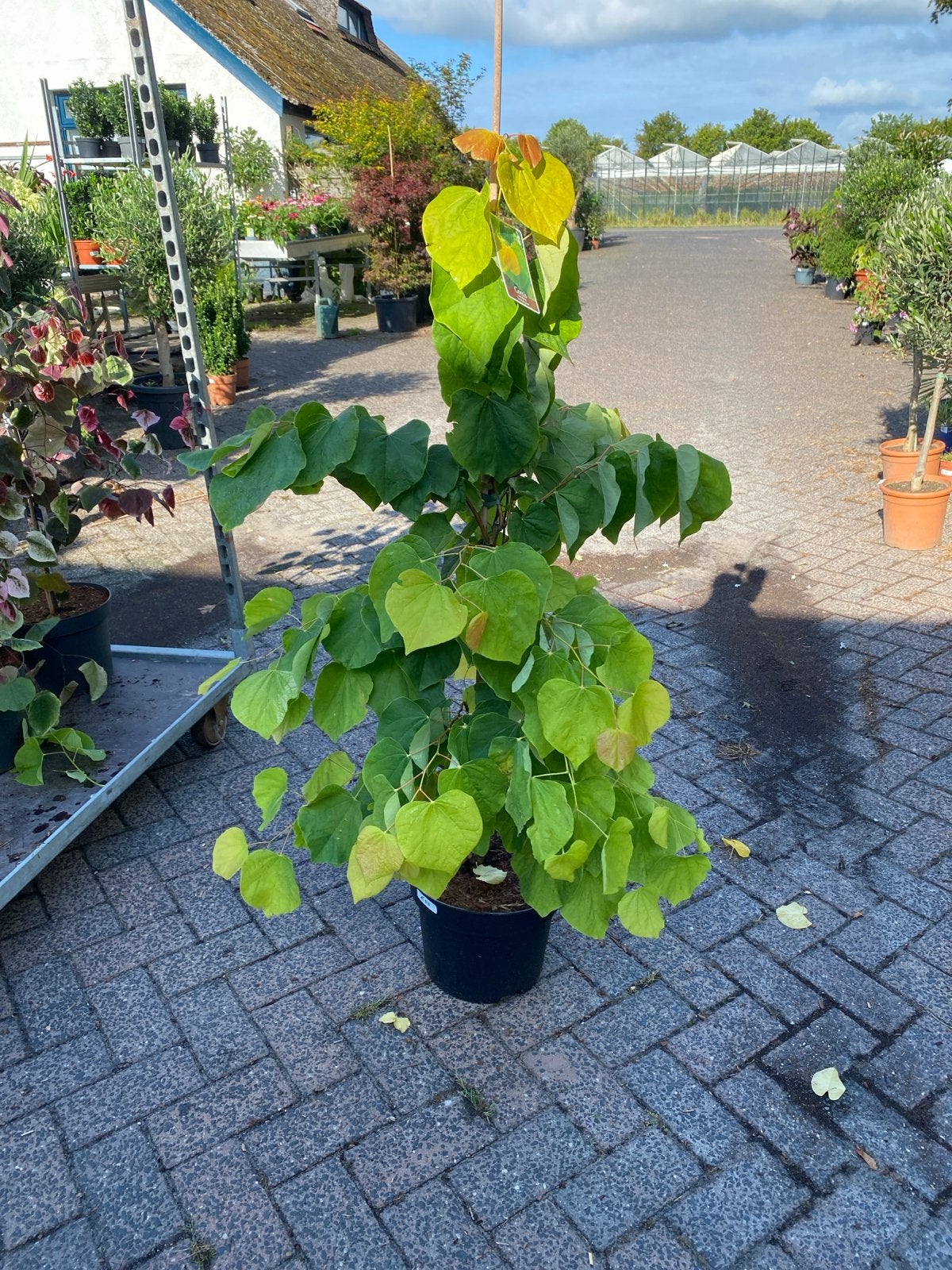 Cercis canadensis 'The Rising Sun' - Judasboom, Tuin en Terras, Planten | Bomen, Overige soorten, Lente, 100 tot 250 cm, Ophalen