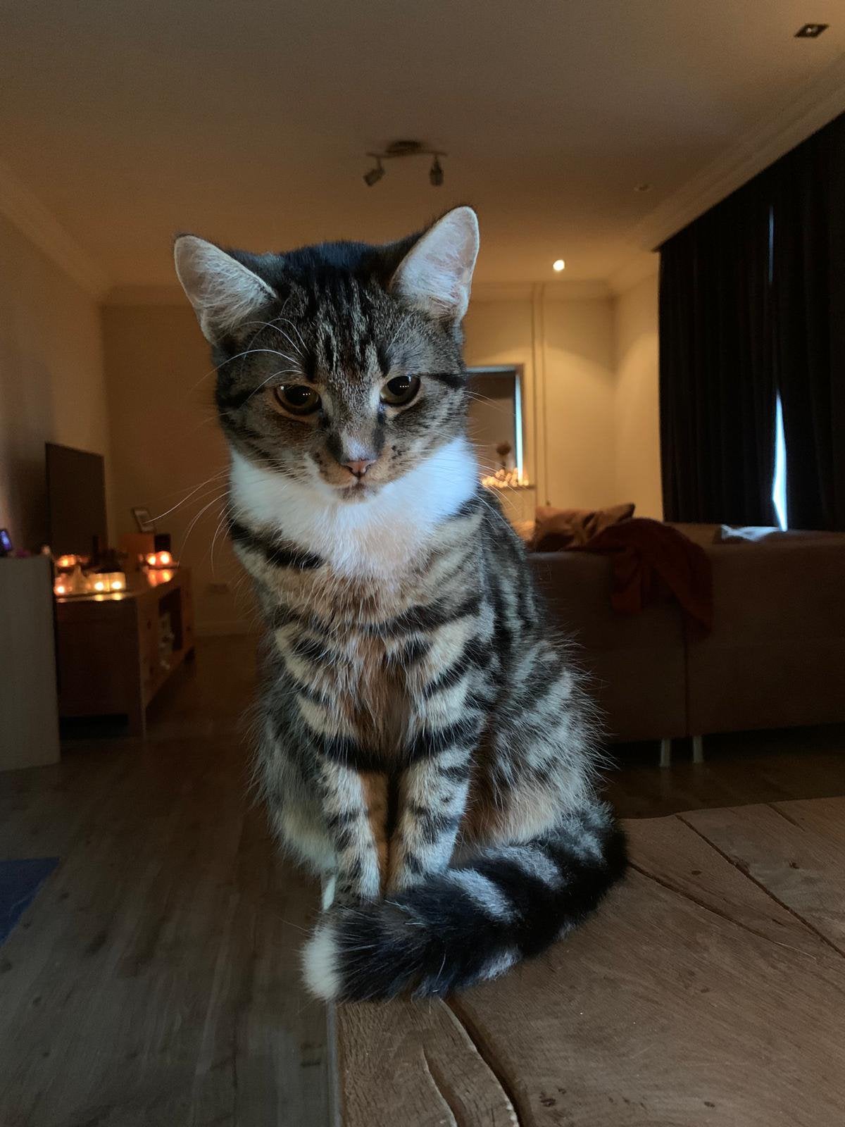 Lieve Poekie zoekt een rustig plekje, Poes