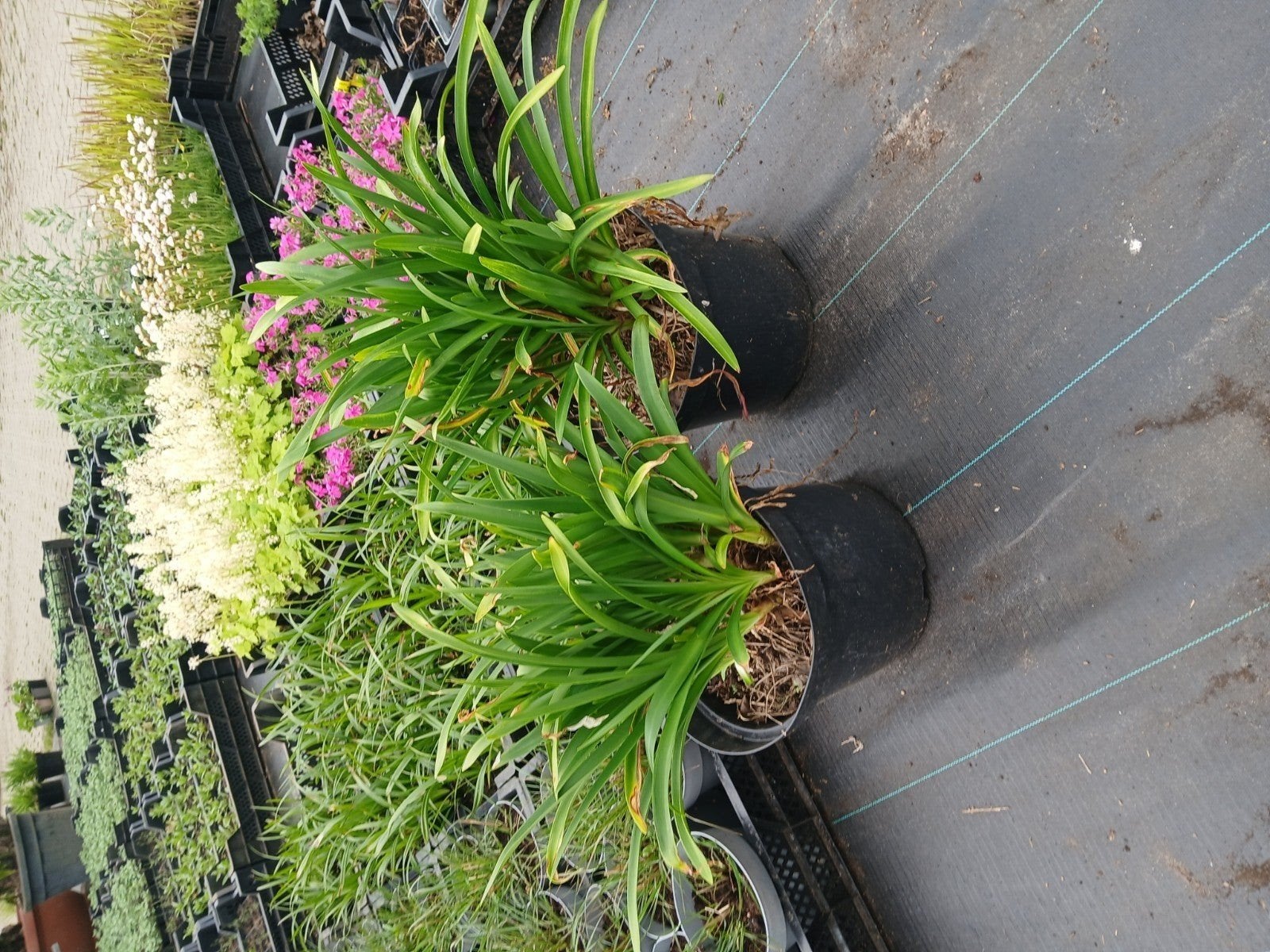 Agapanthus Blauw - Afrikaanse Lelie 10 liter potten, Volle zon, Vaste plant, Zomer, Ophalen