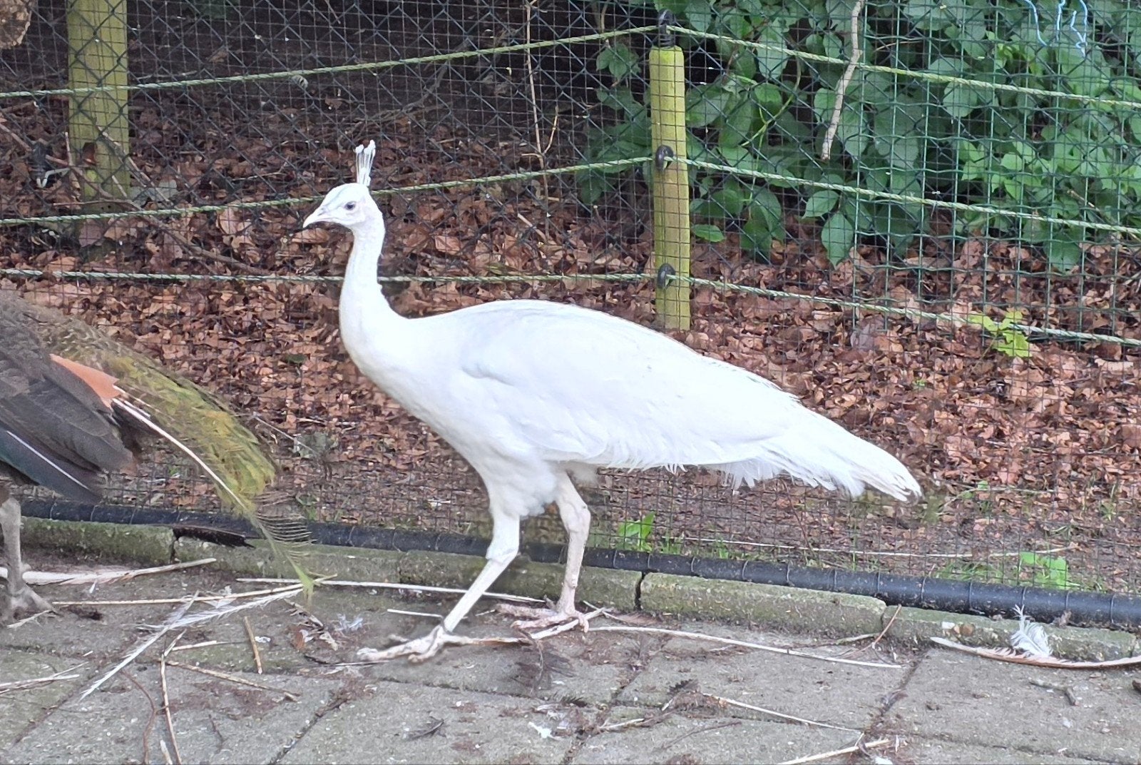 Witte pauwhaan te koop, Dieren en Toebehoren, Pluimvee, Meerdere dieren, Eend