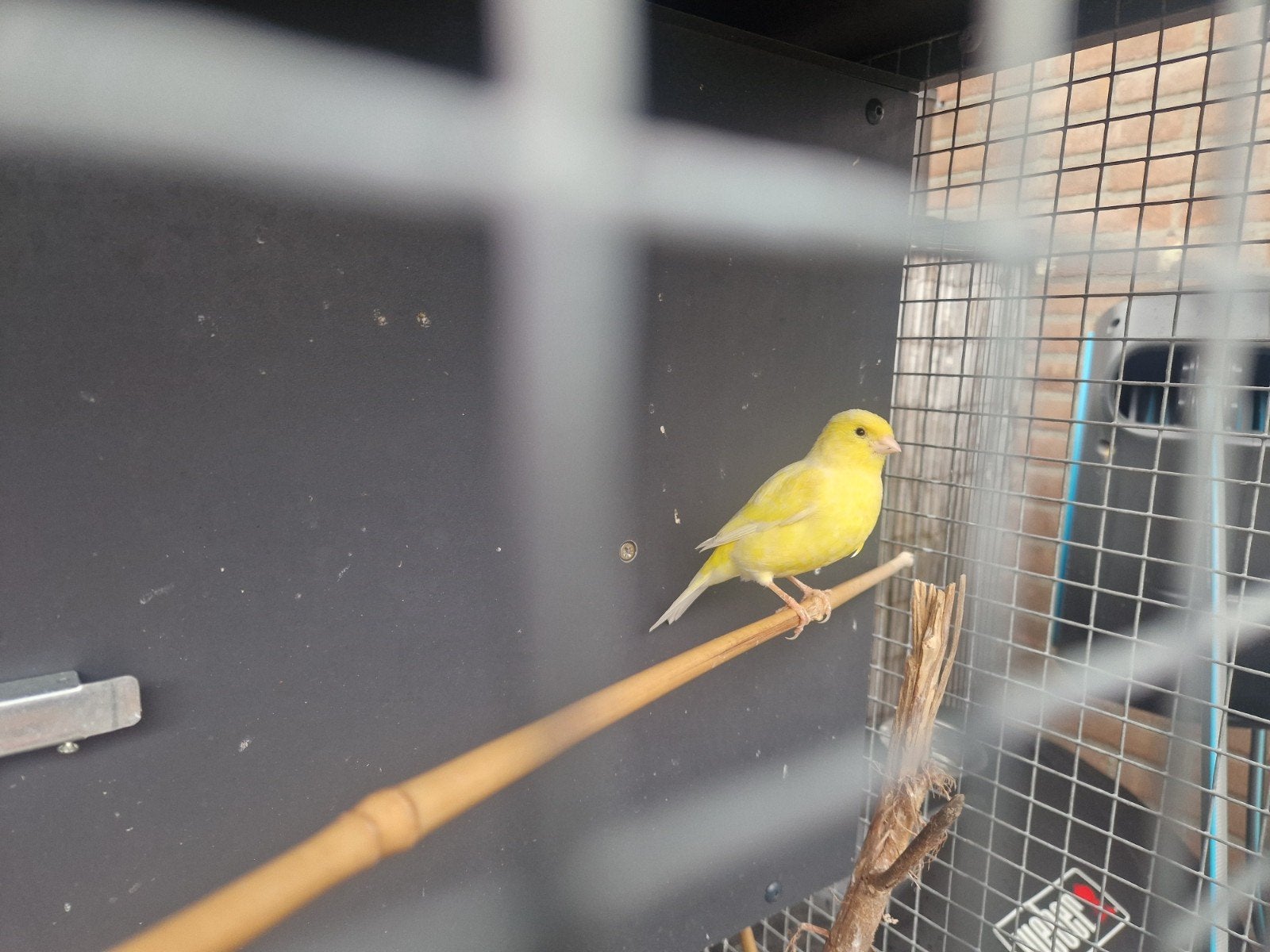 Kanarie man geel, Dieren en Toebehoren, Vogels | Kanaries, Mannelijk, Kleurkanarie