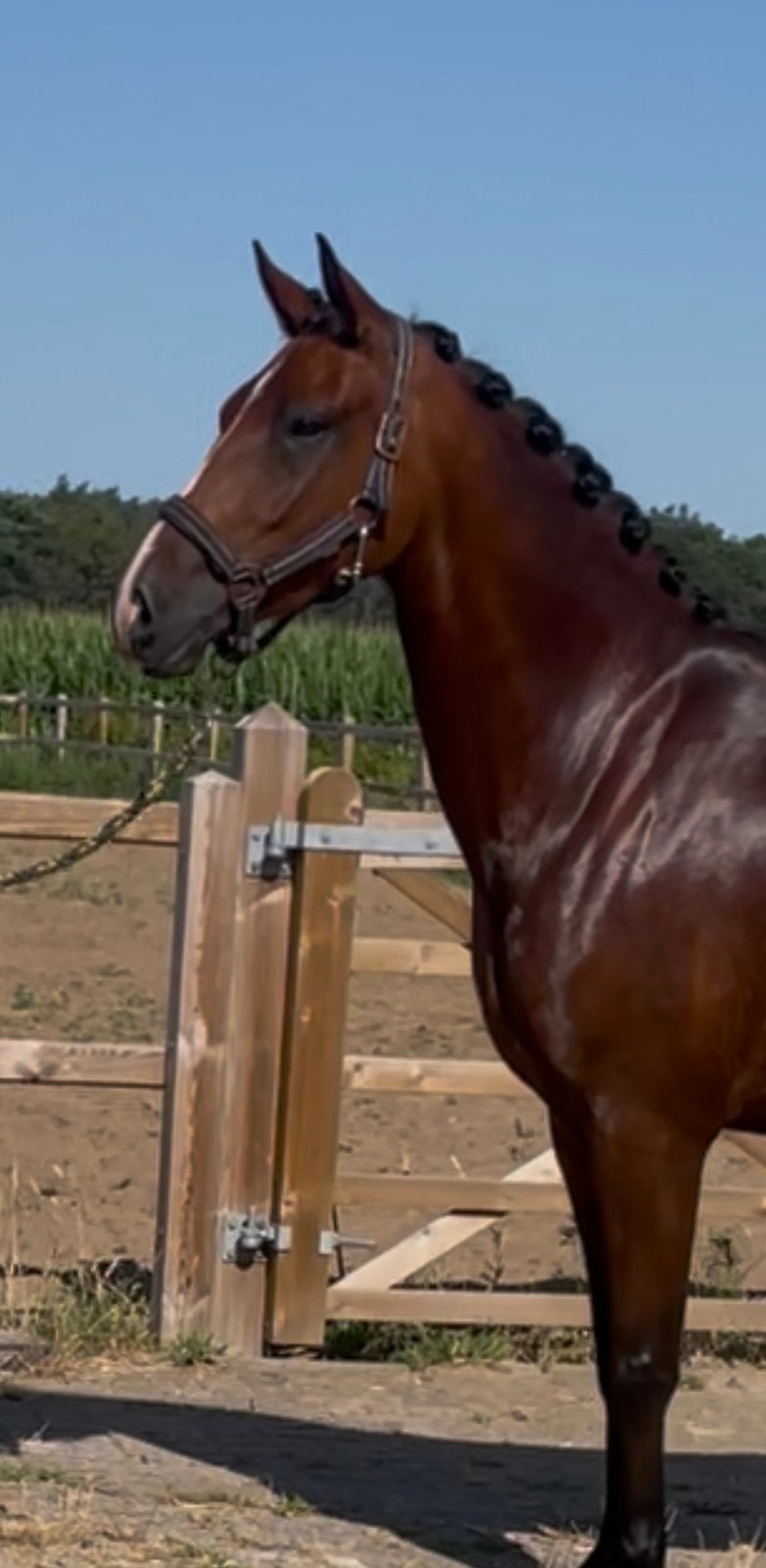 Bloedmooie 4 jarige D sportpony, Dieren en Toebehoren, Pony's, Met stamboom, Ruin, Dressuurpony, 3 tot 6 jaar