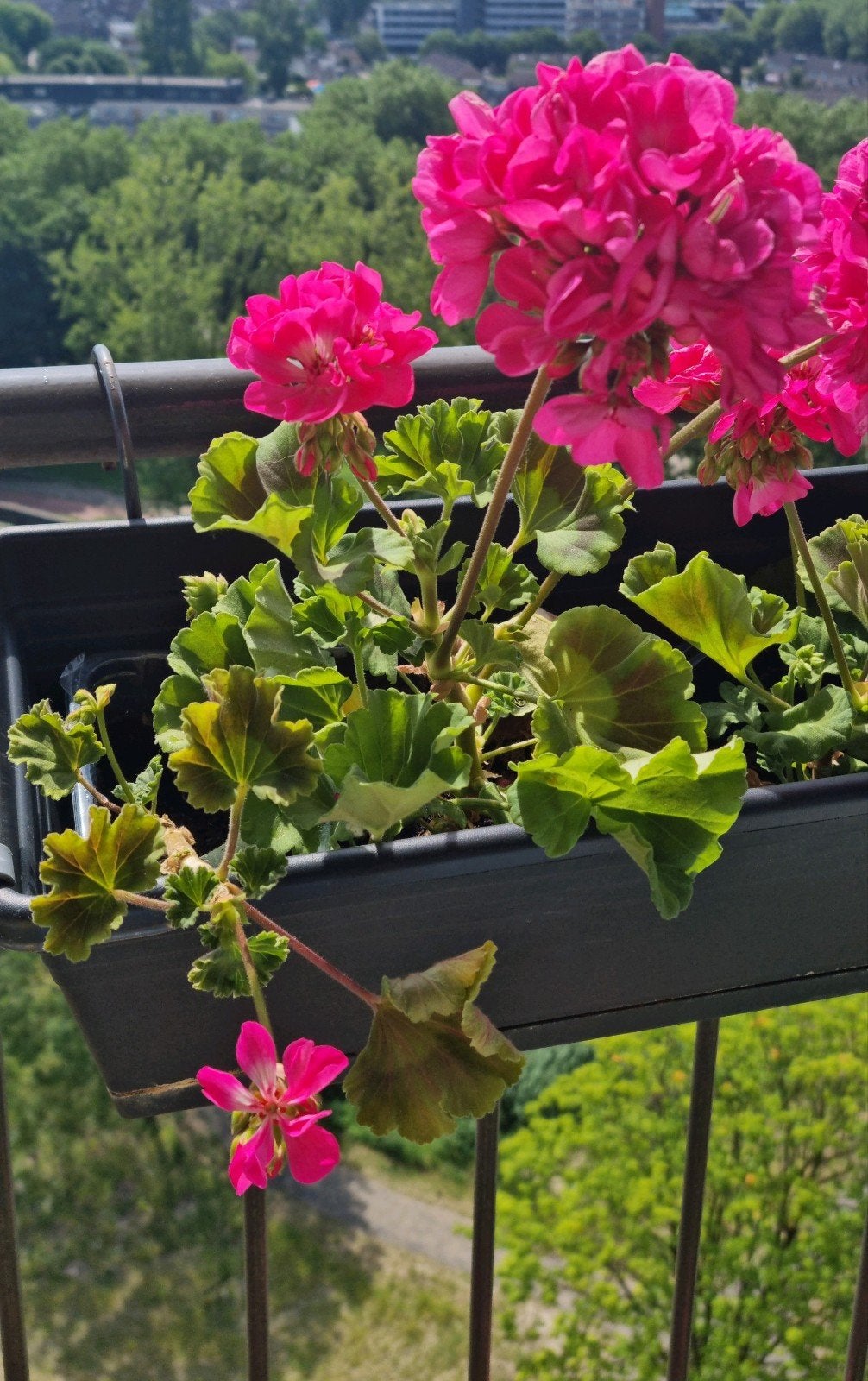 Geranium plant voor balkon of tuin, Overige soorten, Volle zon, Eenjarig, Ophalen of Verzenden