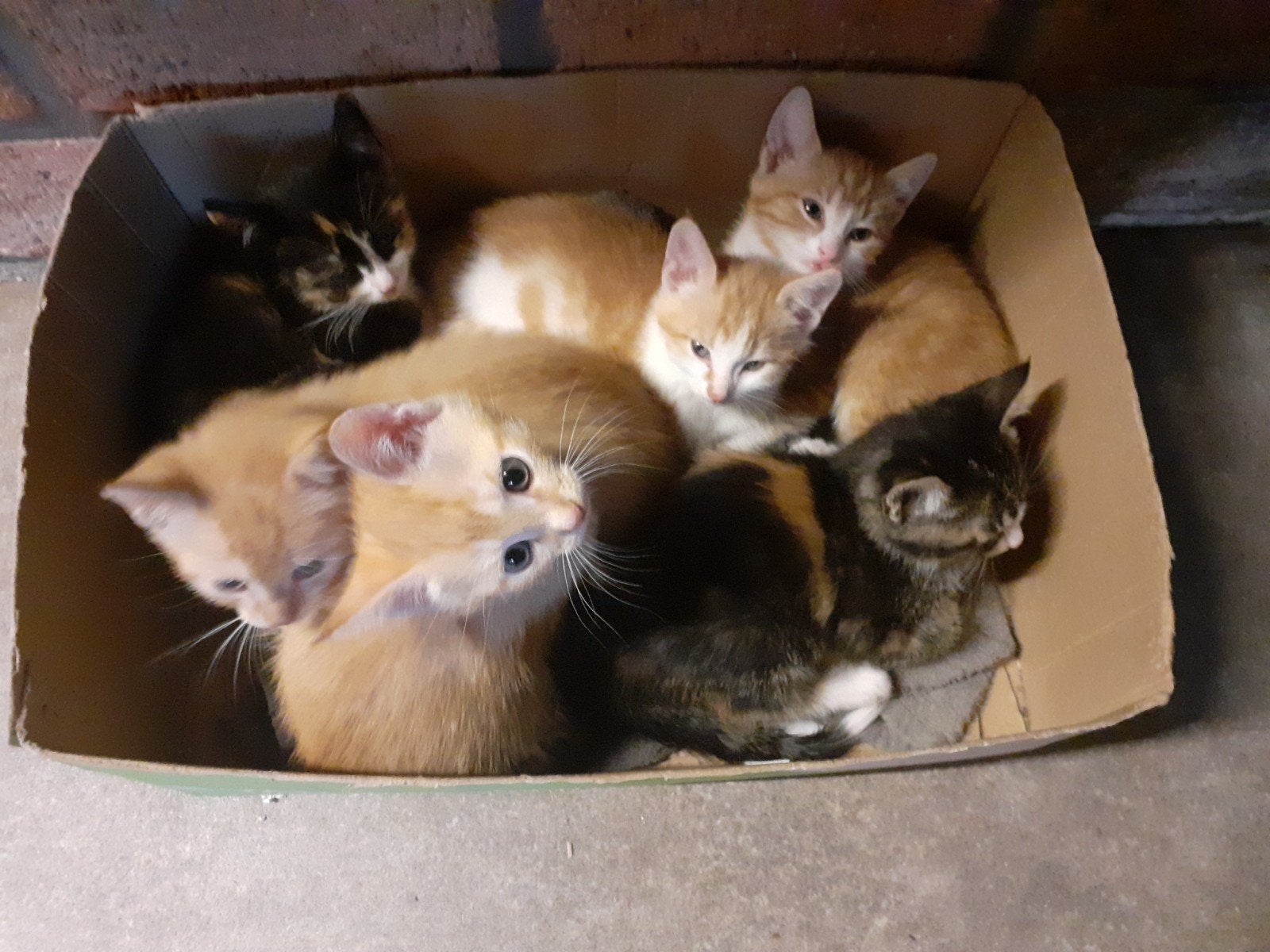 6 lieve kittens te koop
