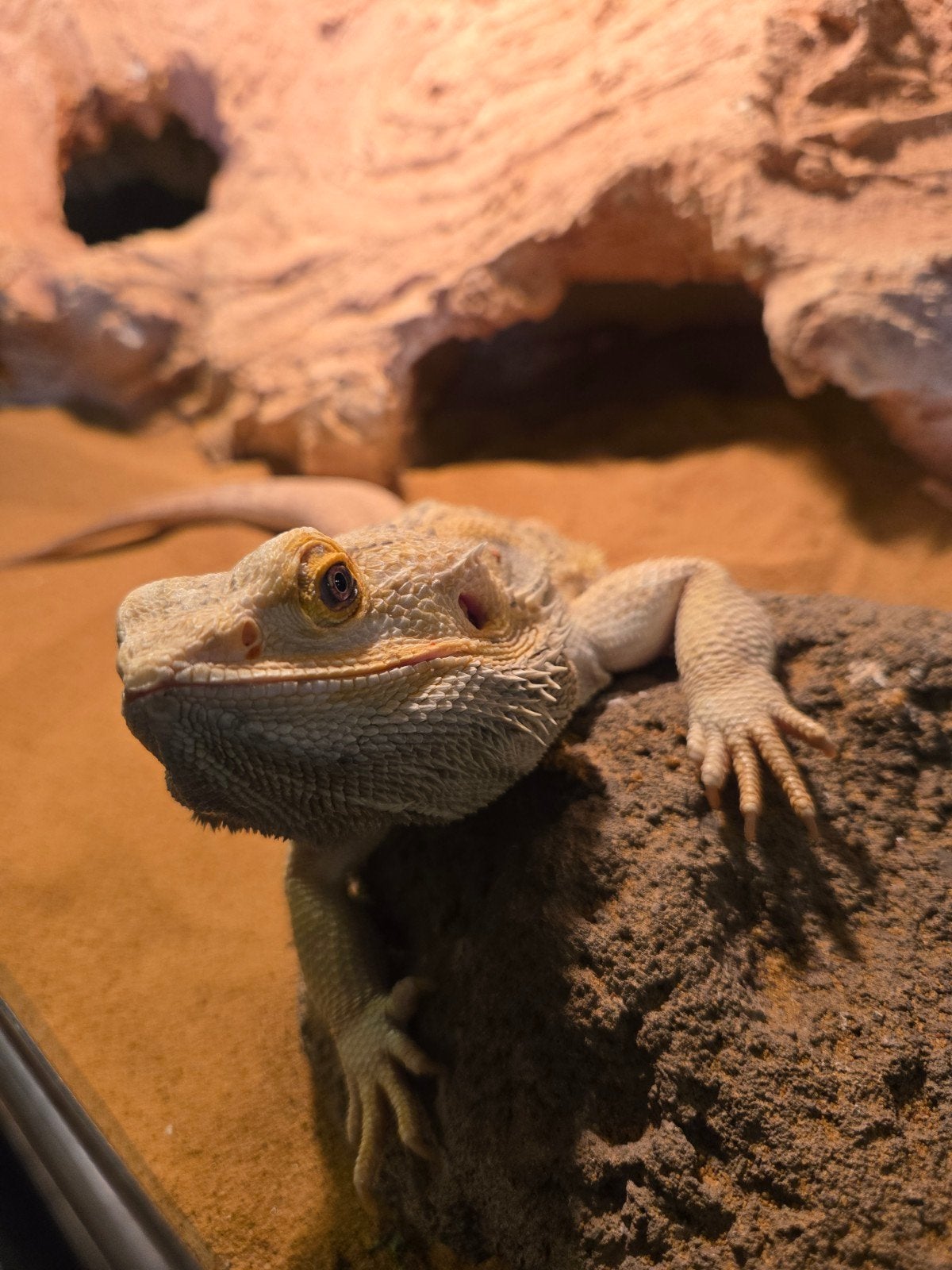Lieve Baardagaam Met Terrarium En Terrariumkast Bearded Dragon photo 4