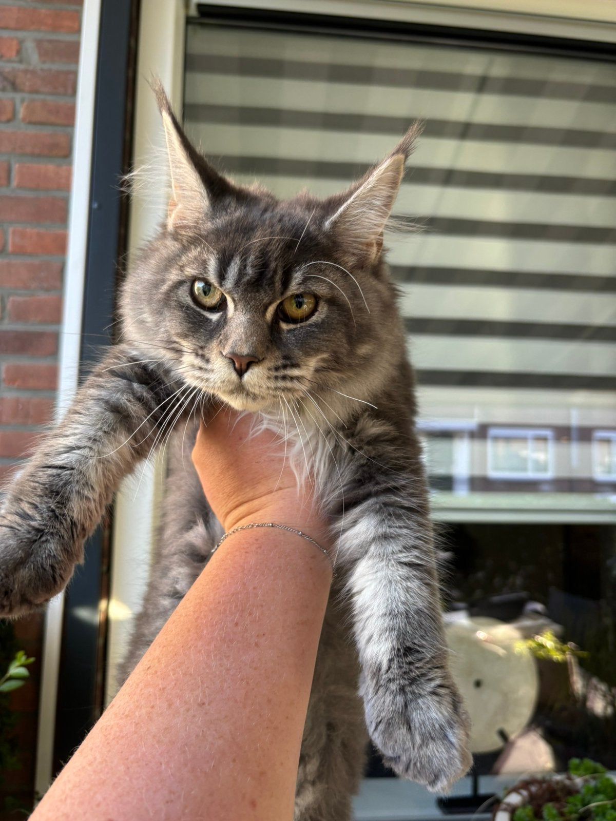 Maine coon kitten, Poes, Gechipt