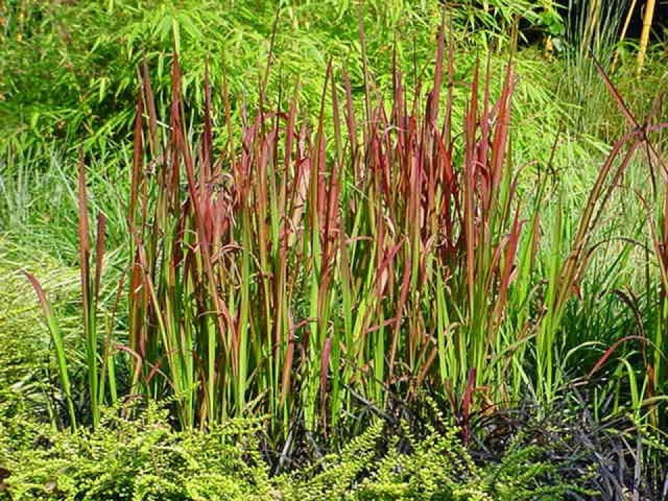 Imperata cylindrica
Ook wel bekend als de 'Red Baron, Tuin en Terras, Planten | Tuinplanten, Ophalen, Volle zon, Vaste plant, Siergrassen