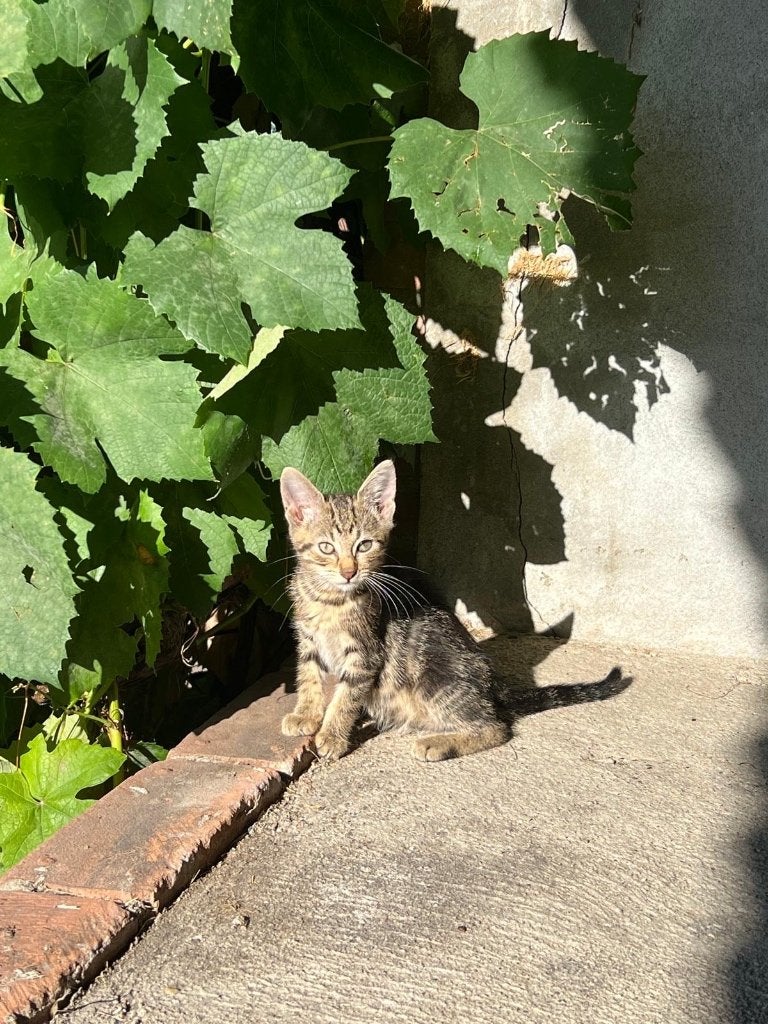 Mooie jonge poezen, Dieren en Toebehoren, Katten en Kittens | Overige Katten, Meerdere dieren, Kortharig