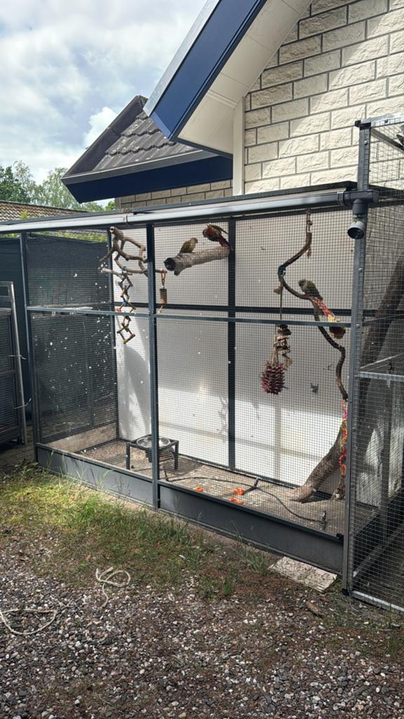 Gezocht ; 3 pyrrhura poppen, Dieren en Toebehoren, Vogels | Parkieten en Papegaaien, Vrouwelijk, Parkiet, Tam