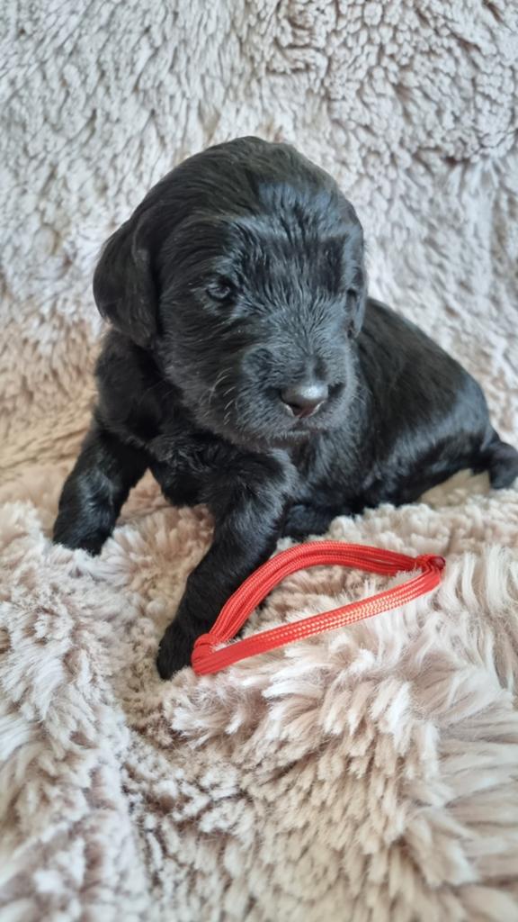 Prachtige goldendoodle Multigen pups, Parvo, 8 tot 15 weken, Meerdere, Meerdere dieren