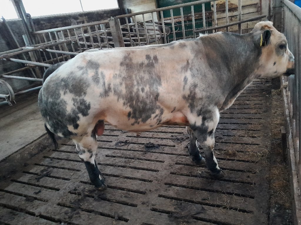 bb dikbil  stier, Dieren en Toebehoren, Runderen, Mannelijk