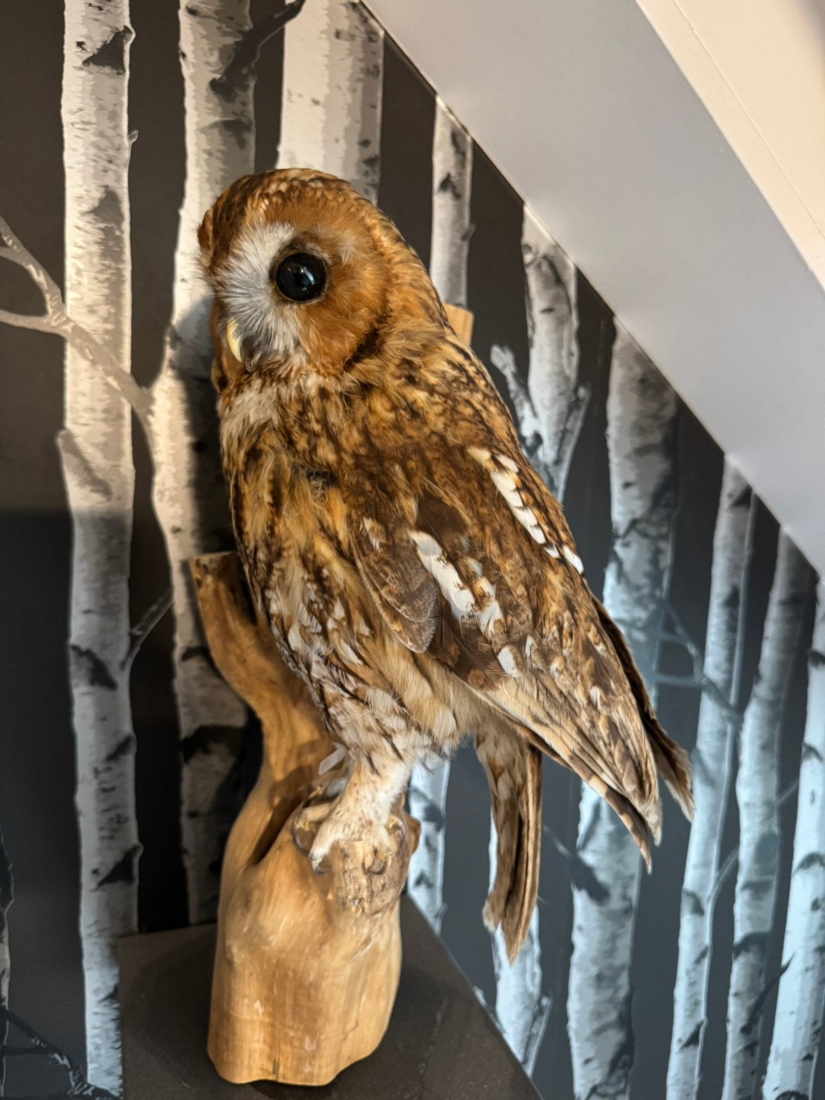 Unieke Opgezette Bosuil, Ophalen, Zo goed als nieuw, Vogel, Opgezet dier