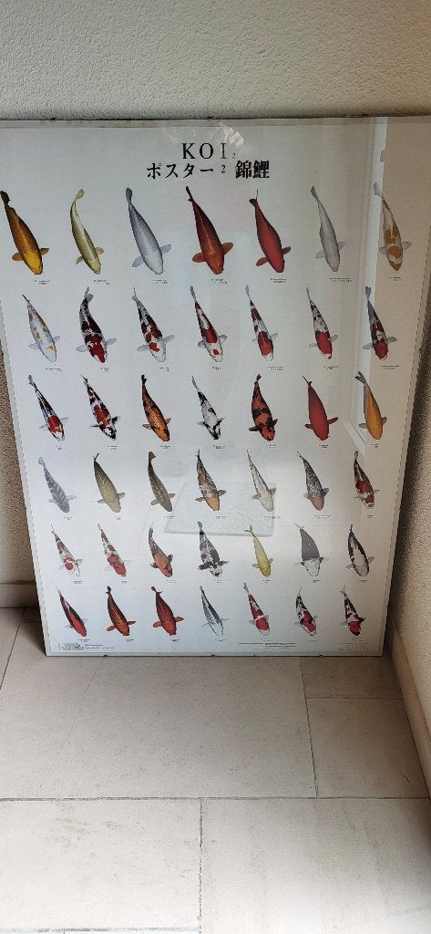 Kader 70-100 cm + foto koi, Ophalen, Print, Achter glas