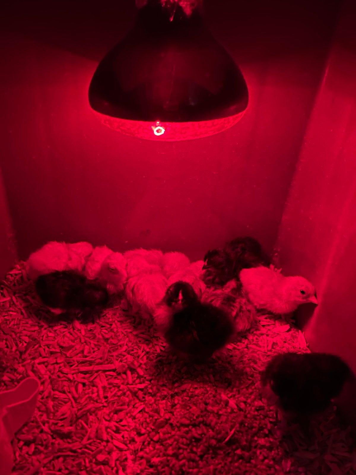 Lieve en schattige Serama kuikens tt kwaliteit, Dieren en Toebehoren, Pluimvee, Geslacht onbekend, Kip