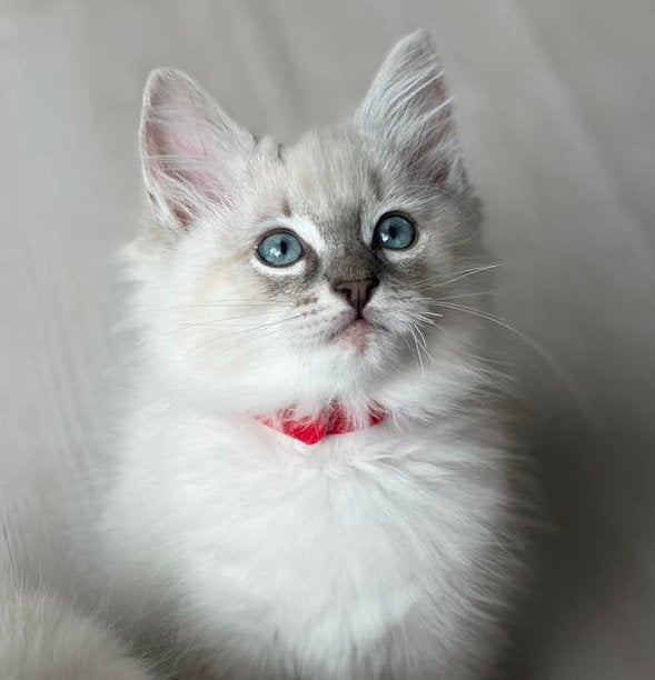 Nog 2 prachtige Ragdoll katertjes | Lynx & Blue Point, Dieren en Toebehoren, Kater, Ontwormd, 0 tot 2 jaar