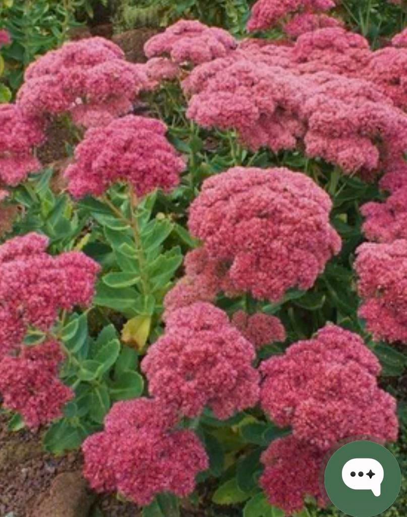 Sedum herfstfreude, Ophalen, Overige soorten, Volle zon