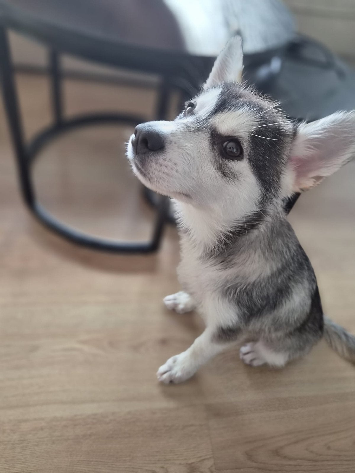 Pomsky pup, Parvo, 8 tot 15 weken, Eén hond, Nederland