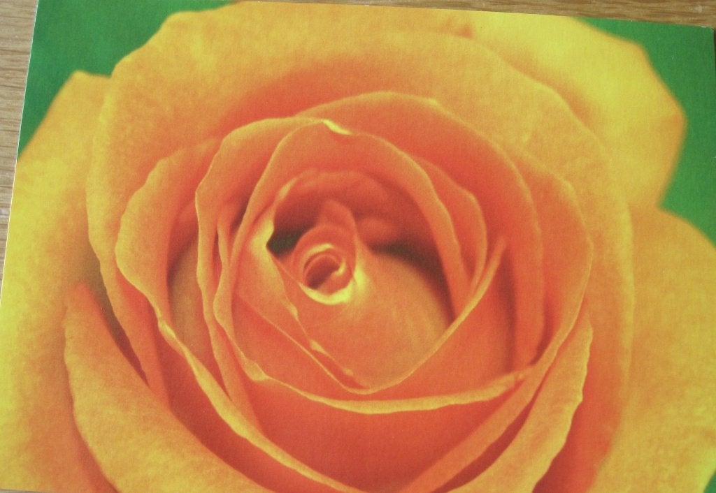 Voor het kind - oranje roos - nieuw - code 2102d, Verzenden, 1980 tot heden, Ongelopen, Overige thema's