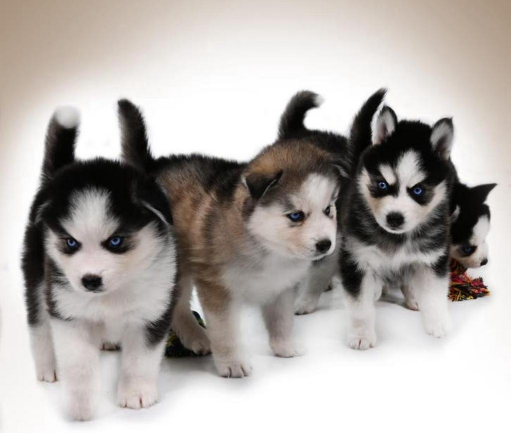 Gezonde Pomsky pups , mini Husky , geteste ouders, Dieren en Toebehoren, Parvo, Nederland, 8 tot 15 weken, Poolhond