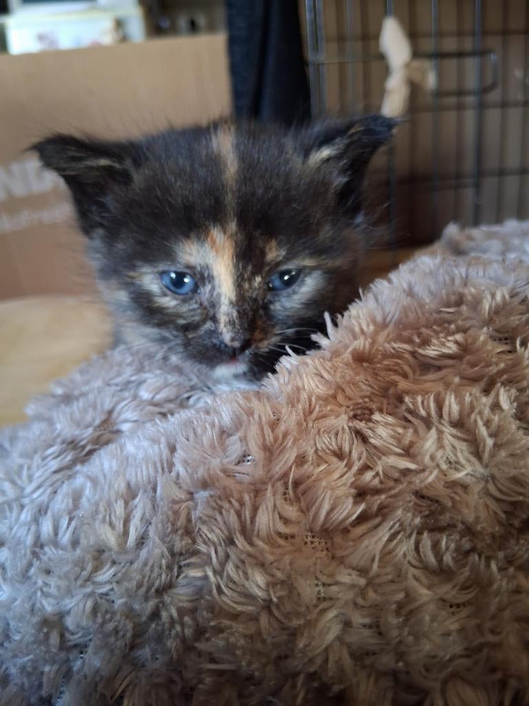 Lieve sociale en mooie kittens. Britse korthaar mix, Poes, 0 tot 2 jaar