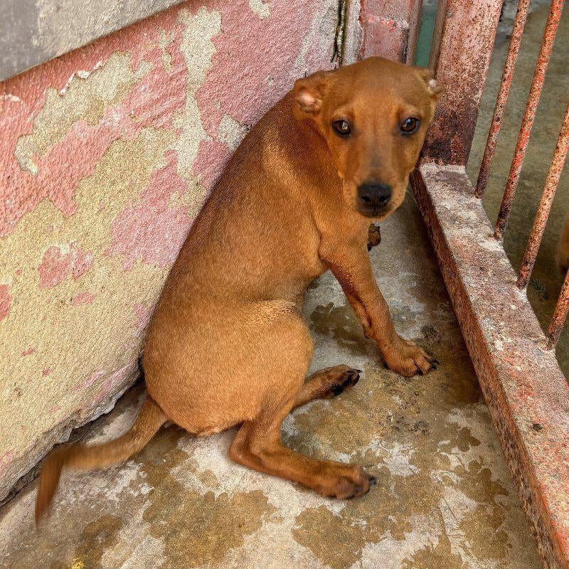 ACE: Ranger is een spelende lieve pup!, Particulier, Reu, 8 tot 15 weken, Buitenland