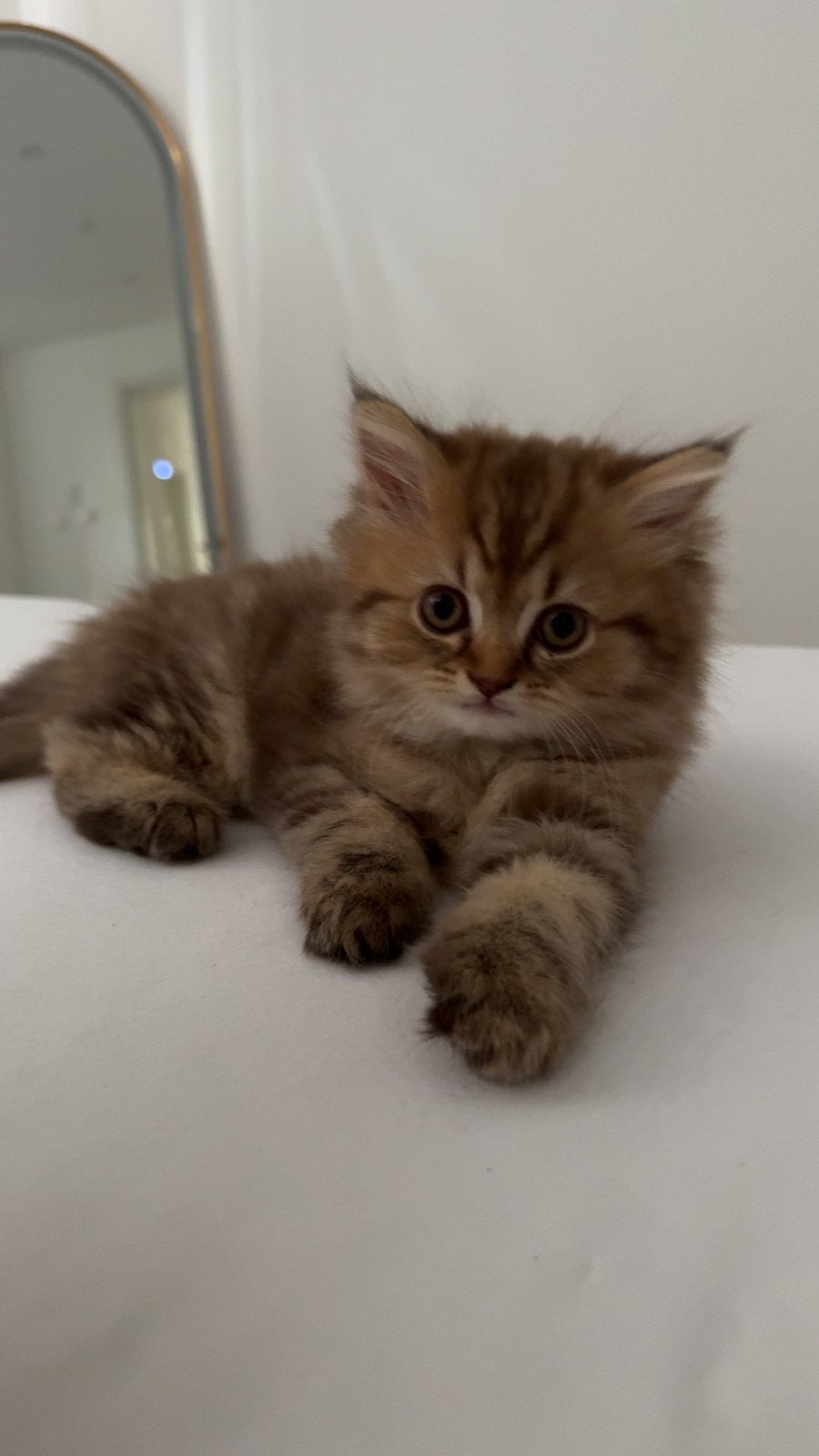 3 Brits Langhaar kittens beschikbaar in Roermond van cattery, Meerdere dieren