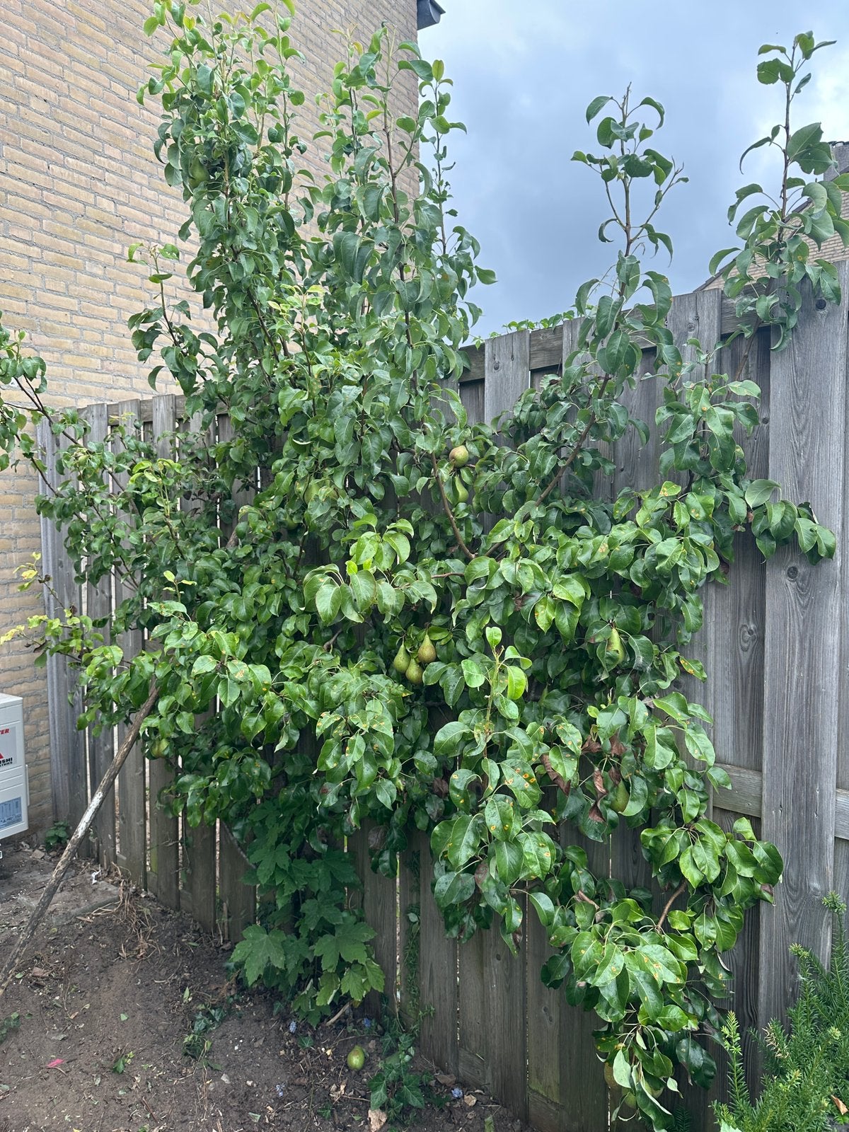 2 perenbomen te koop, Ophalen, Volle zon, Overige soorten, 100 tot 250 cm