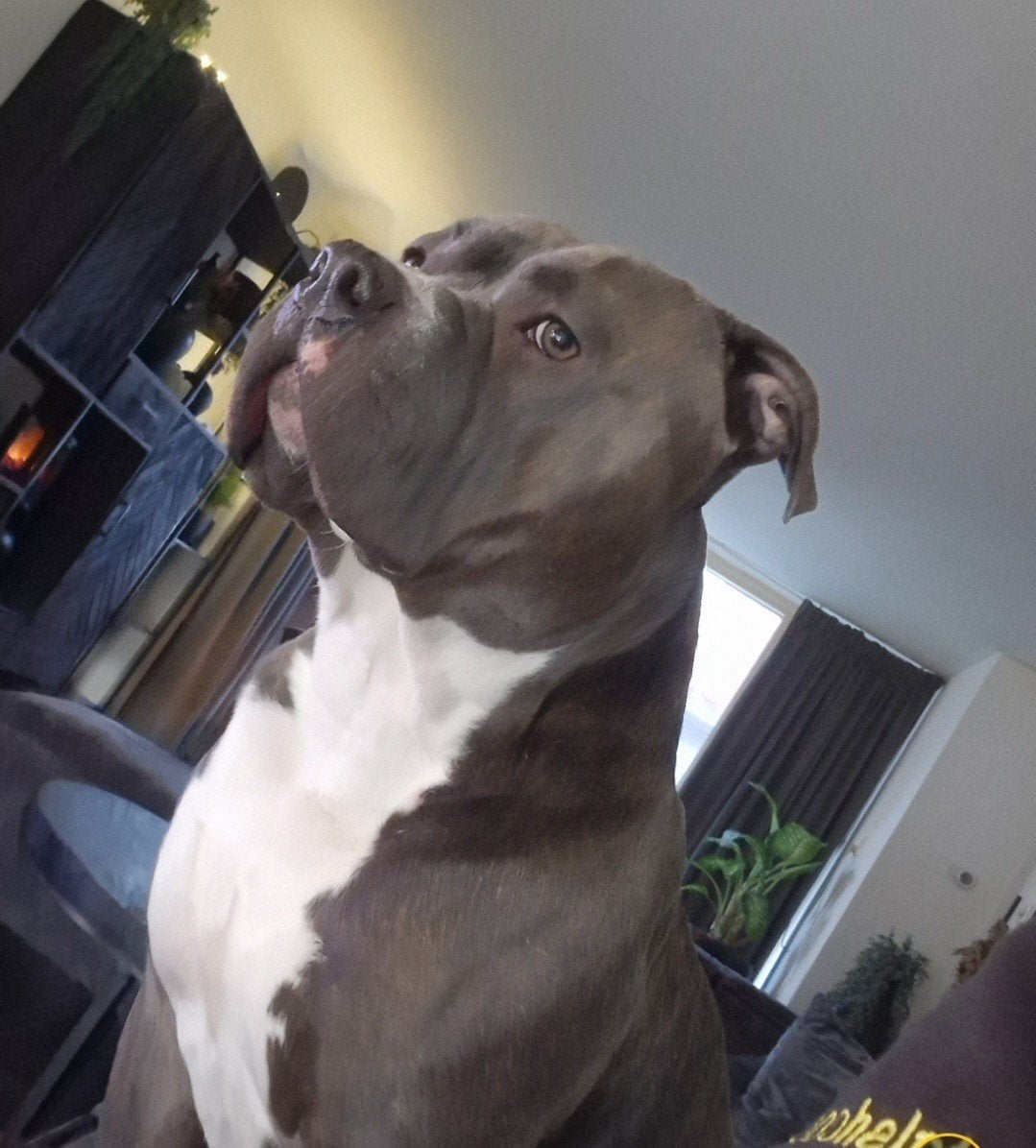 Amerikaanse bully xl reu hond, Reu, 1 tot 2 jaar, Eén hond, Nederland