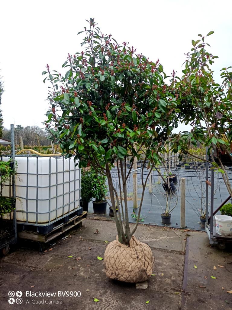 Photinia fraseri Red Robin meerstammige struik glansmispel, Tuin en Terras, Planten | Bomen, Overige soorten, 100 tot 250 cm, Halfschaduw