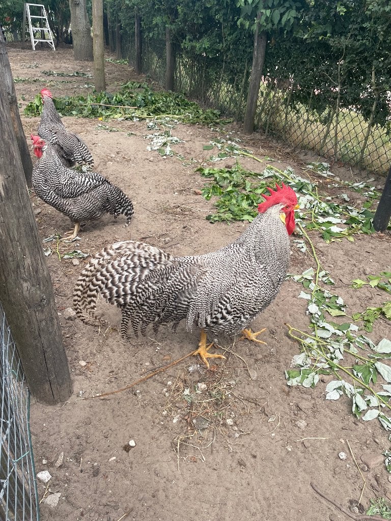 Gestreepte leghorns/ legkip/ kippen, Dieren en Toebehoren, Meerdere dieren, Kip