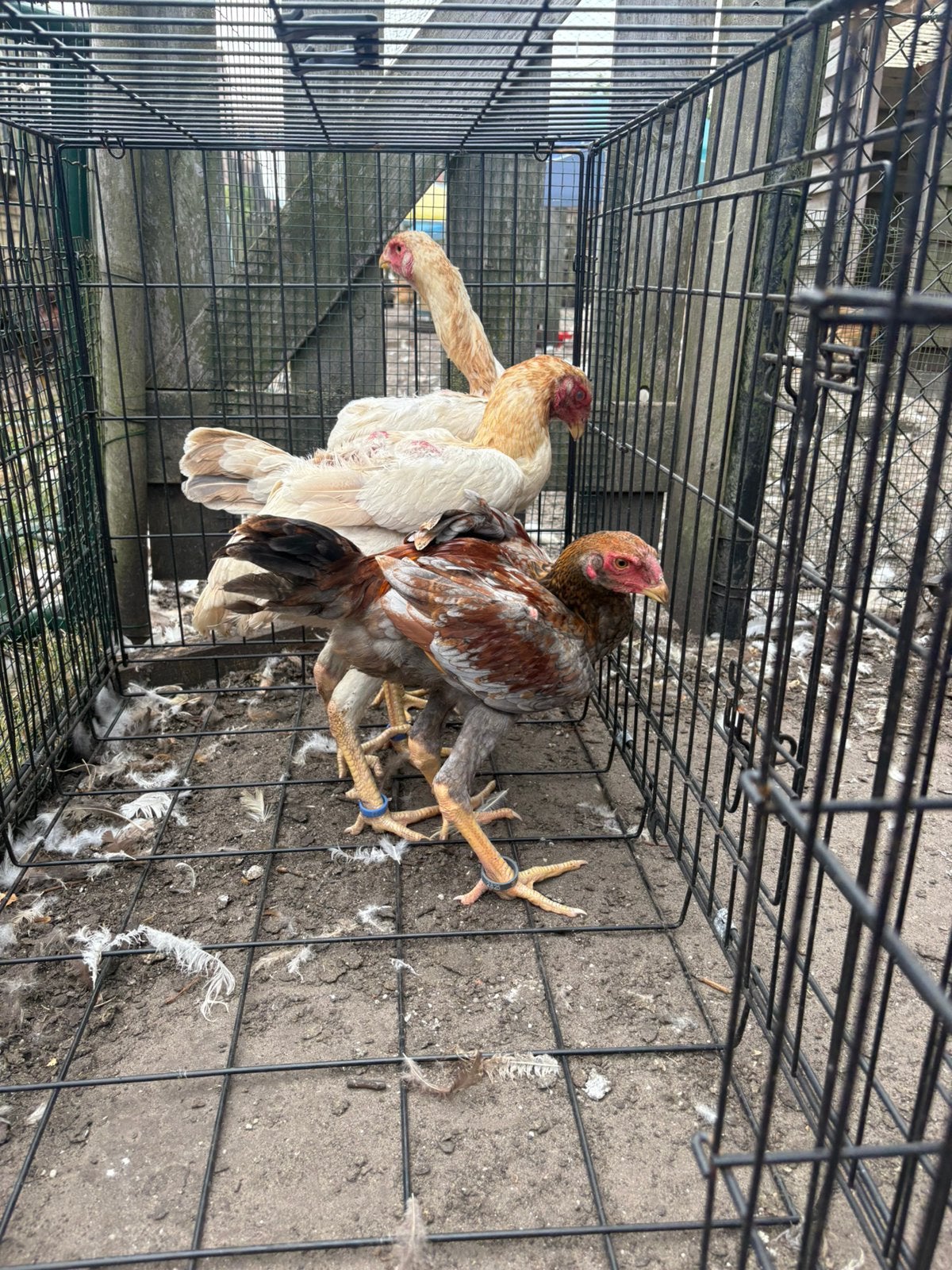 Maleier blauwtarwe, Dieren en Toebehoren, Pluimvee, Meerdere dieren, Kip