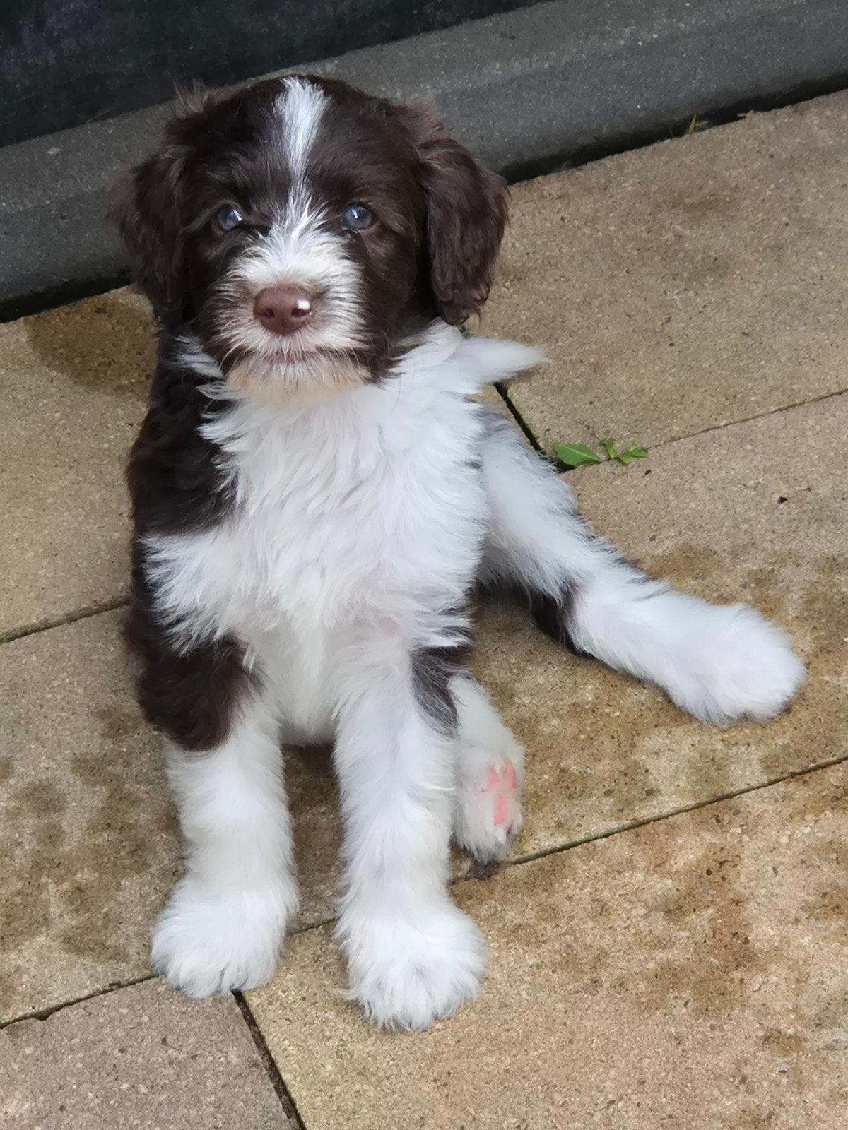 Double Doodle s -Golden x Labra Doodles-, Dieren en Toebehoren, Overige rassen, 8 tot 15 weken, Meerdere, Meerdere dieren