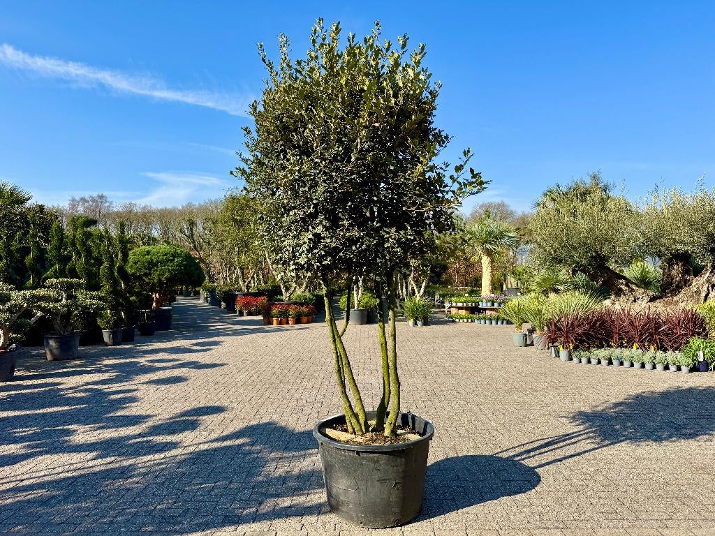Meerstammige groenblijvende  steeneik - Quercus ilex , 250 tot 400 cm, Zomer, Volle zon, In pot