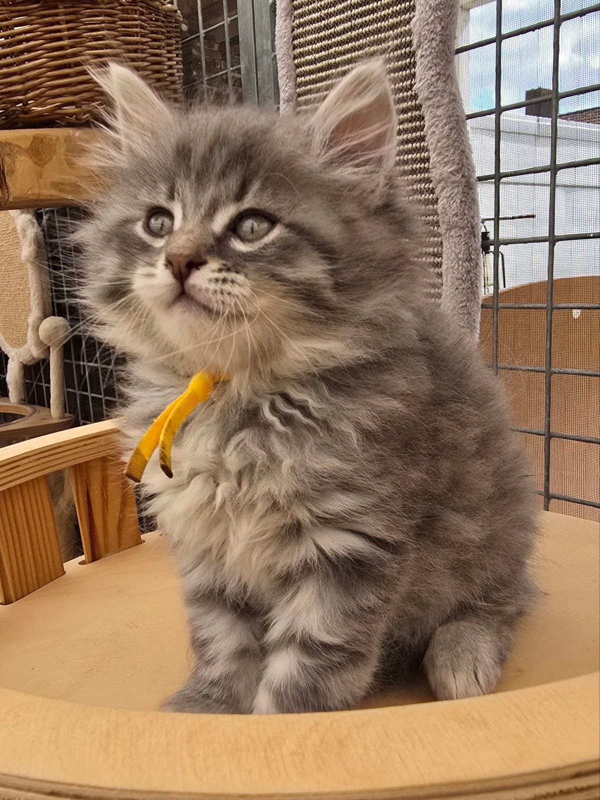 Siberische en Neva Masquerade kittens met stamboom, Meerdere dieren, Met stamboom, 0 tot 2 jaar