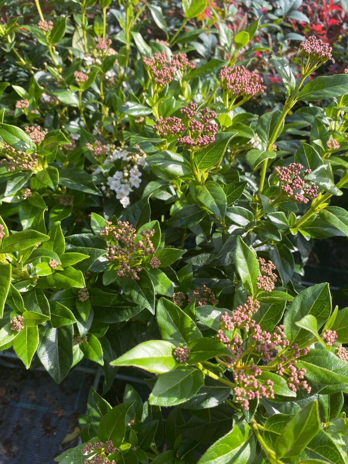 Viburnum Tinus - Wintergroene Sneeuwbal, Vaste plant, Halfschaduw, Winter, Ophalen