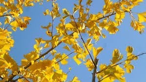 18x Ginkgo biloba / Notenboom €75, Tuin en Terras, Planten | Bomen, Minder dan 100 cm, Volle zon, In pot, Overige soorten