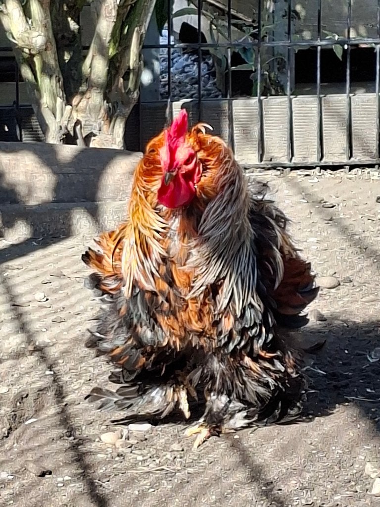 Cochin krielhaan krulveer, Dieren en Toebehoren, Mannelijk, Kip