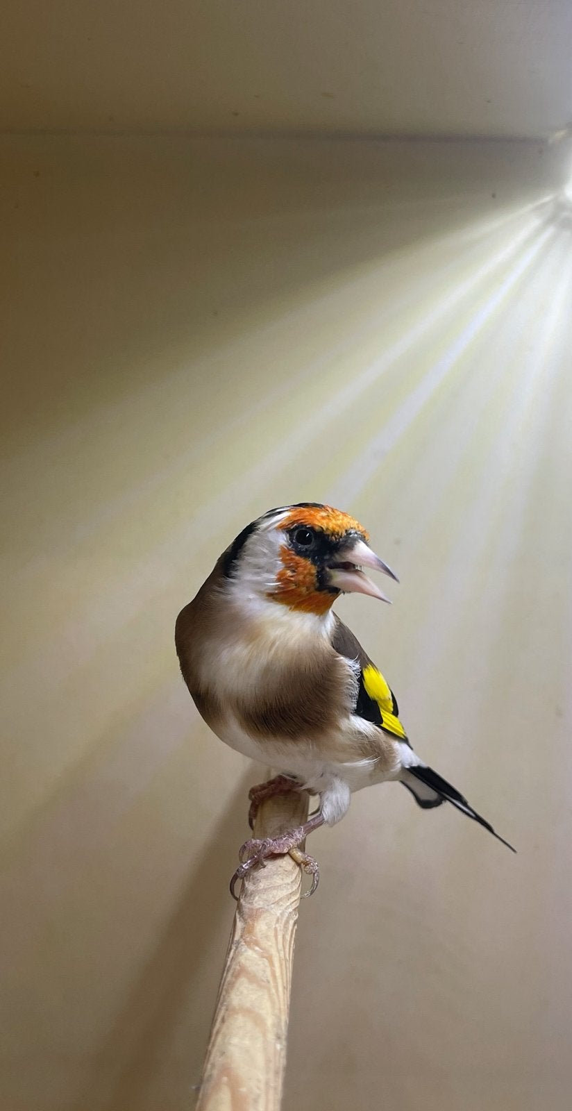 te koop mooie Majoor Putters  man 25, Dieren en Toebehoren, Mannelijk, Wildzangvogel, Geringd