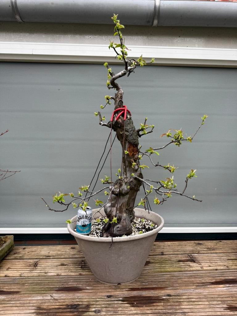 Exclusieve Bonsai midden-hoog segment 500-1000 euro, Tuin en Terras, Planten | Bomen, Bloeit niet, Overige soorten, Minder dan 100 cm